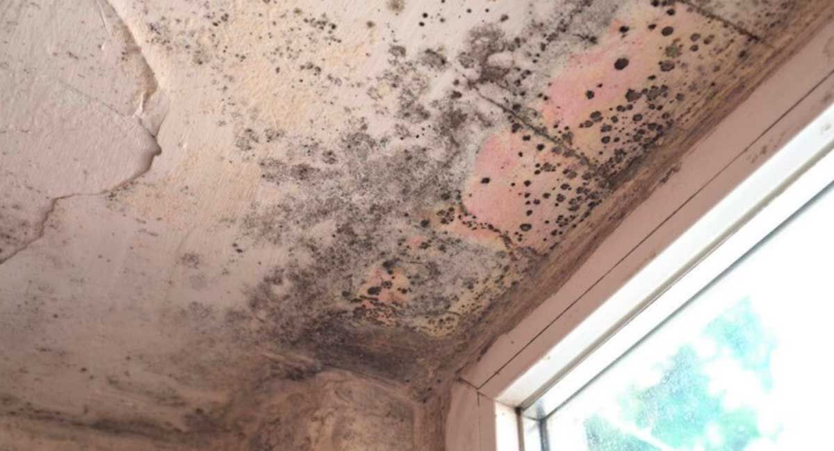 Black Mold Facts
