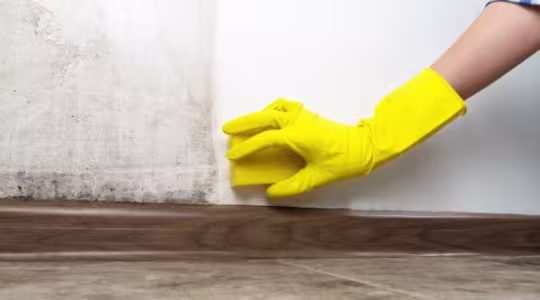 Early detection tips for post-rain mold