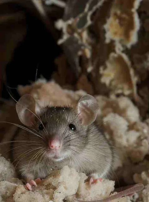 mouse in crawlspace