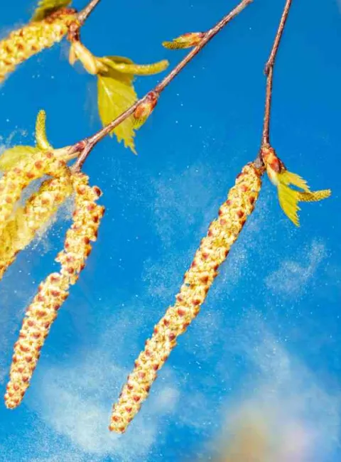 Pollen on tree with blue sky