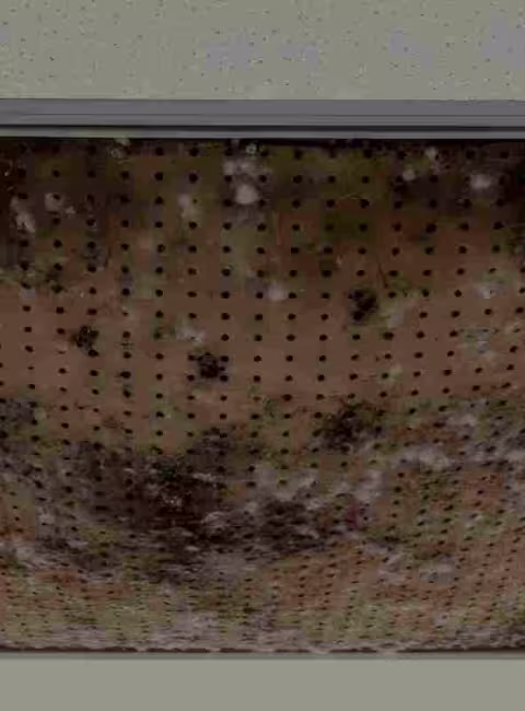 mold behind commercial building ceiling tile