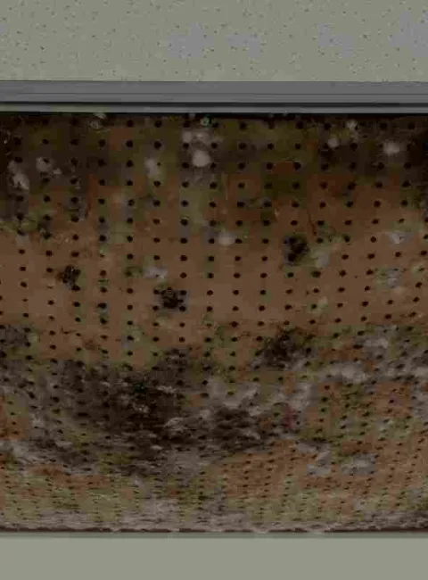 mold behind commercial building ceiling tile