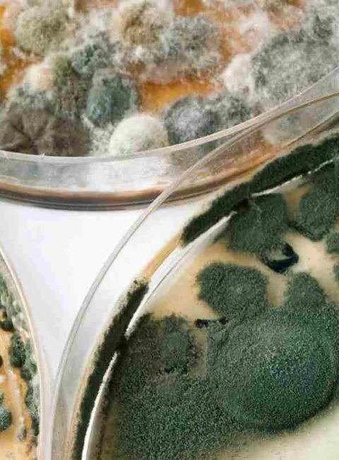 mold in petri dish