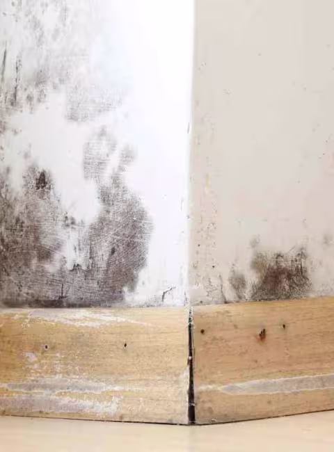 black mold on wall