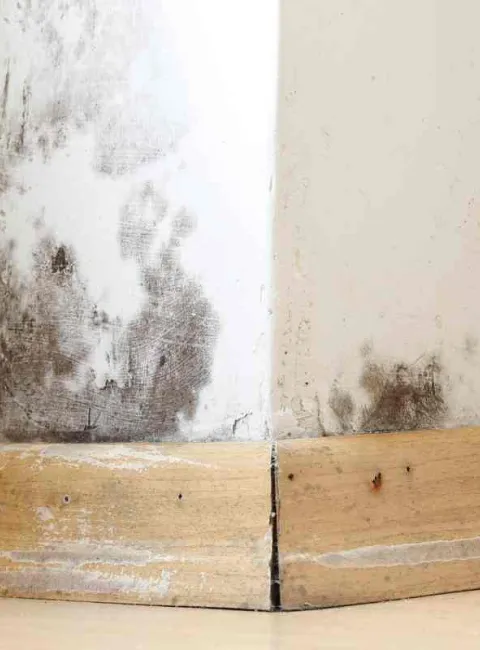 black mold on wall