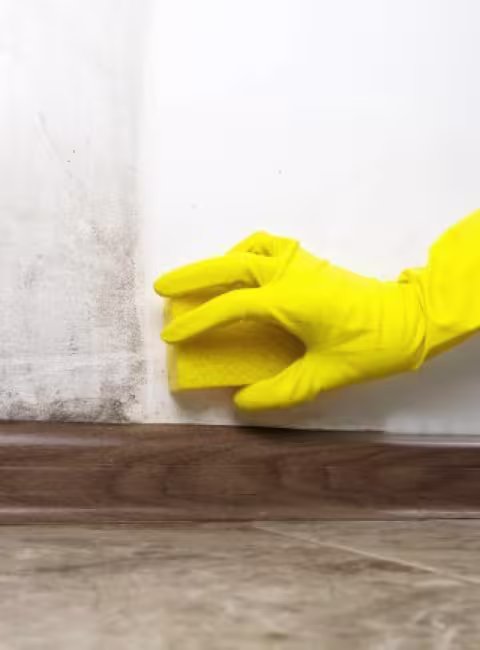 Early detection tips for post-rain mold