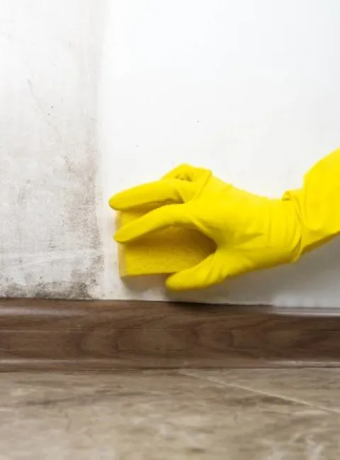 Early detection tips for post-rain mold