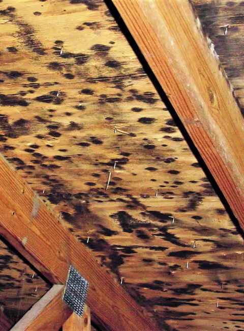Mold Growth on Building Structure