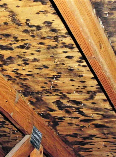 Mold Growth on Building Structure
