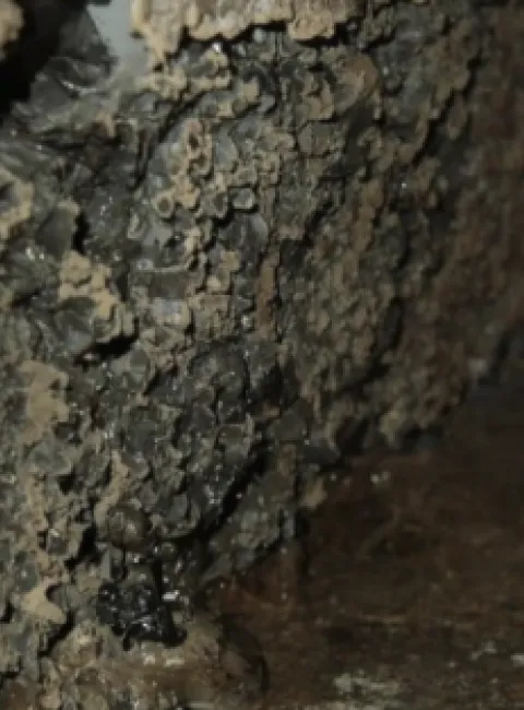 Mold After Water Damage in Azusa, CA