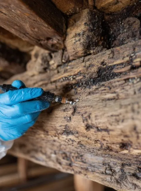Winter attic mold
