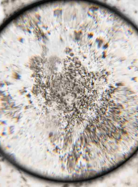 mold through a spyglass