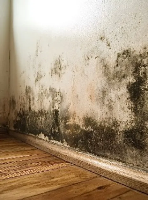 Post-winter mold growth in basements