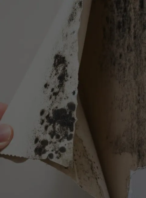 Mold