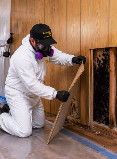 ServiceMaster technicians removing wall paneling exposing mold in wall cavity while in containment under negative pressure
