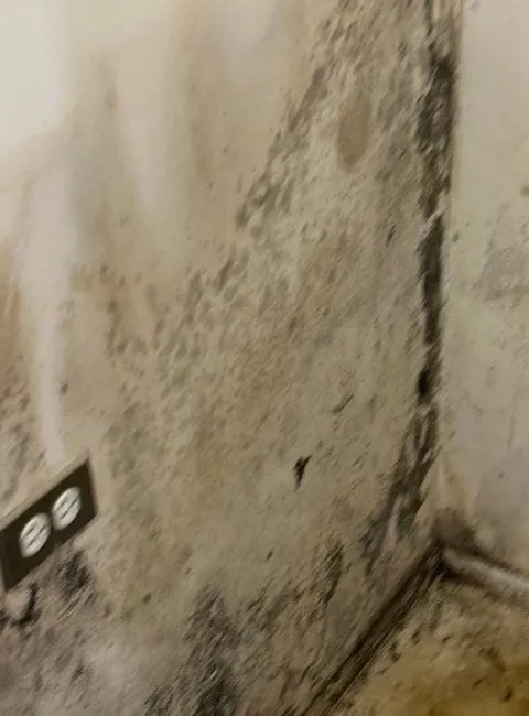 facts-about-mold-1