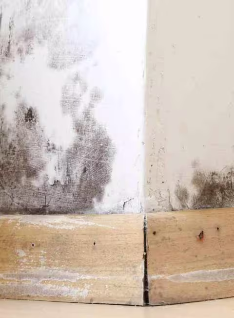 black mold on a wall