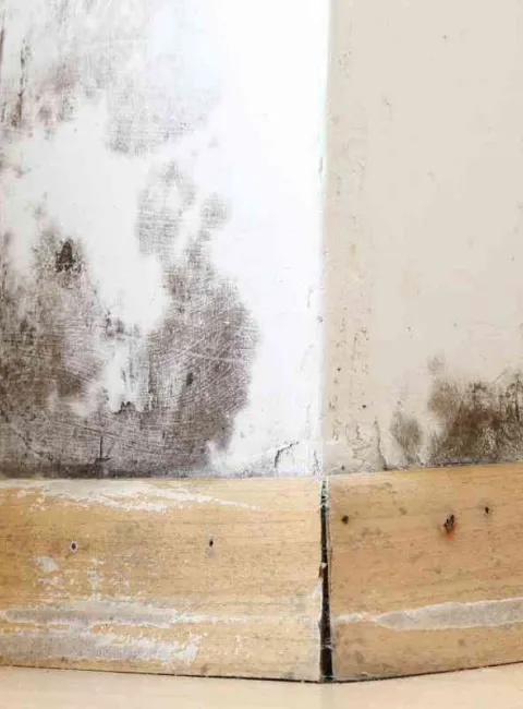 black mold on a wall