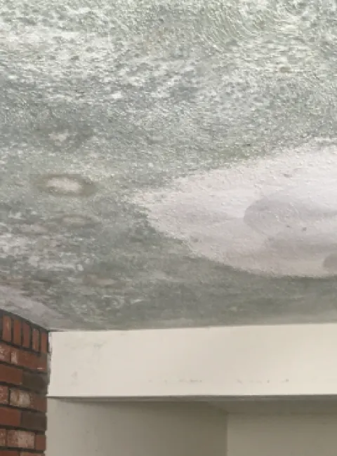 ceiling mold growth