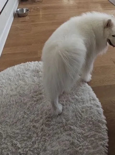 how-to-clean-a-shag-rug-