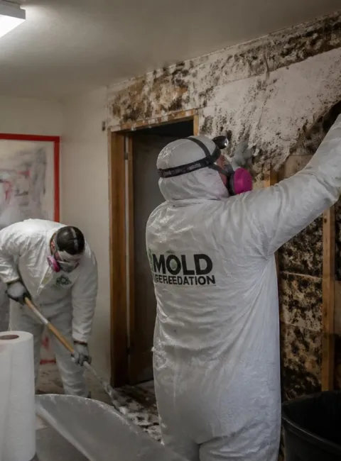 mold remediation