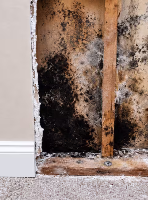 Mold inside of wall cavity