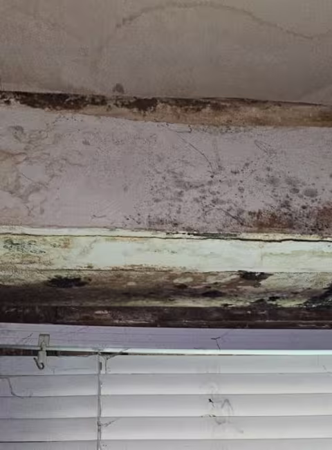 Mold-Remediation-Service