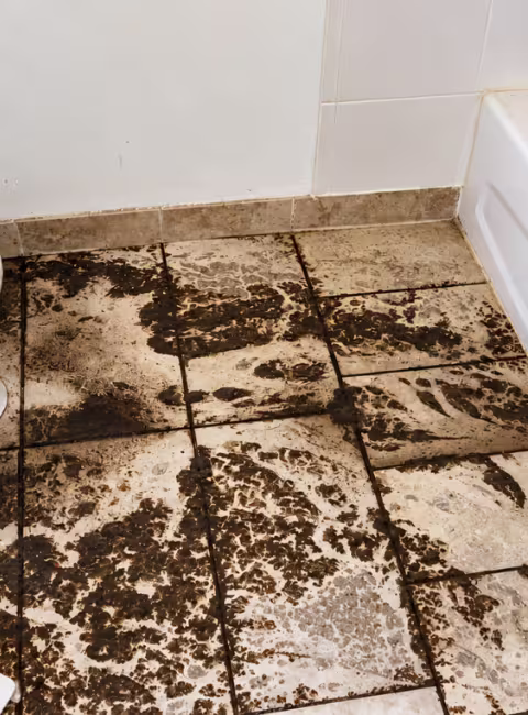 Dark colored sewer discharge on bathroom tile, inside of tub and toilet