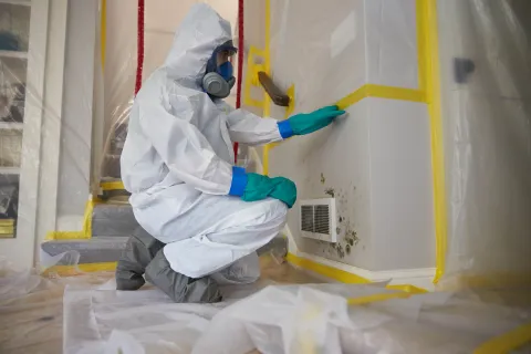 mold damage technician