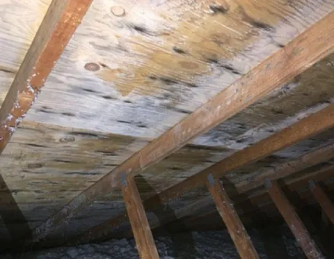 mold on attic roof sheathing seen from attic