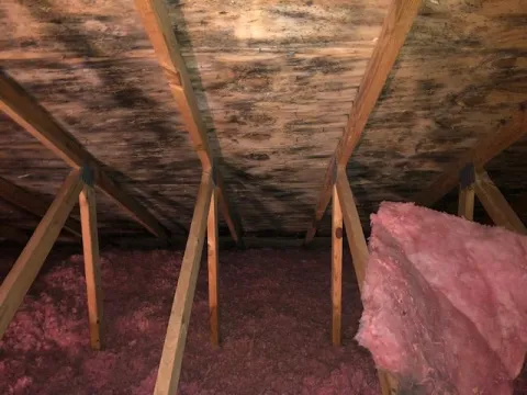 Black mold on attic sheathing