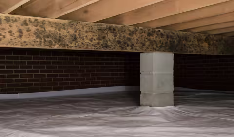 Mold on craw space floor support beam