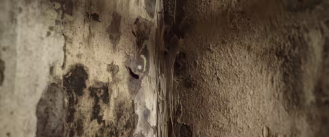 mold damage