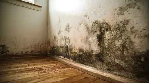 Post-winter mold growth in basements