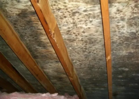 mold growth on underside of roof sheathing in attic