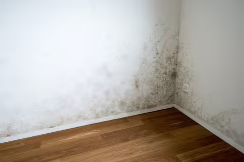 mold growth in corner of room on base of drywall