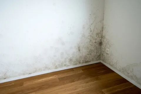 mold growth in corner of room on base of drywall