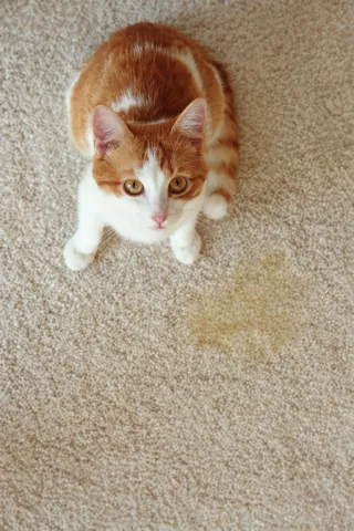 Cat standing by urine accident on carpet
