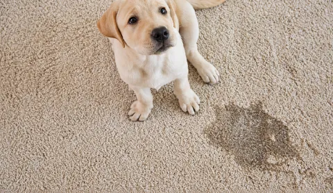 Yellow Lab standing next to a urine accident on carpet