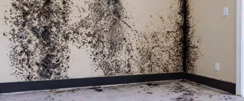 black mold growth on drywall and floor covering