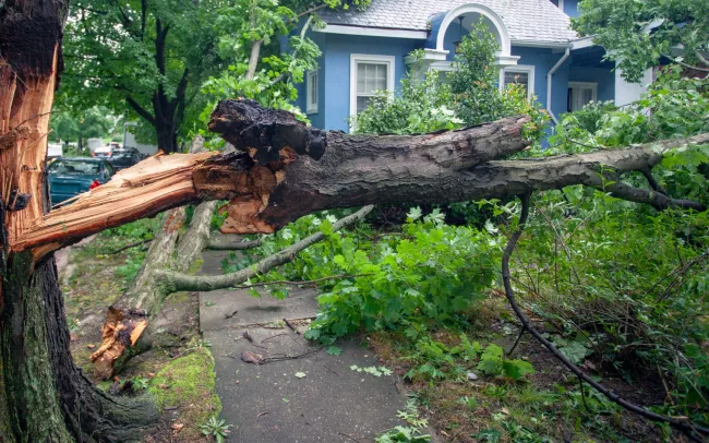 tree and debris on home after storm damage
