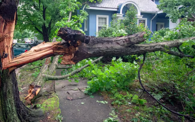 storm damage debris with downed tree in front yard