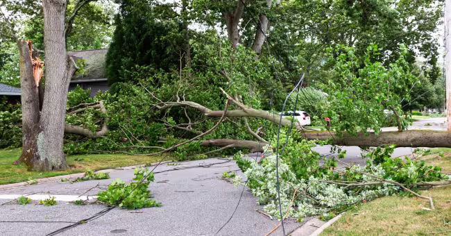 tree and power lines on ground after wind storm