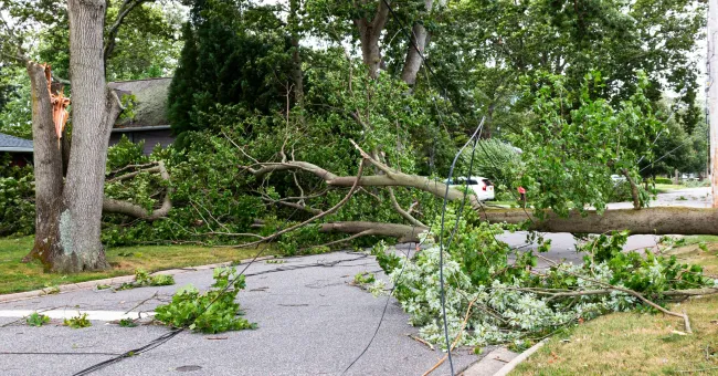 tree and power lines on ground after wind storm