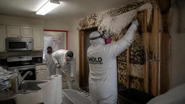 mold remediation