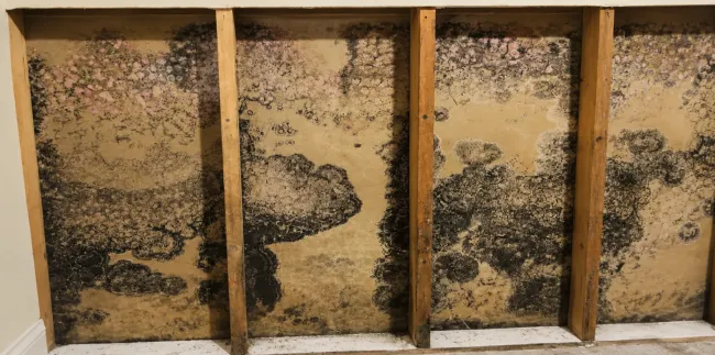 Mold inside of wall cavity