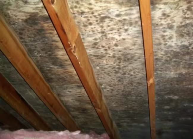 mold growth on underside of roof sheathing in attic