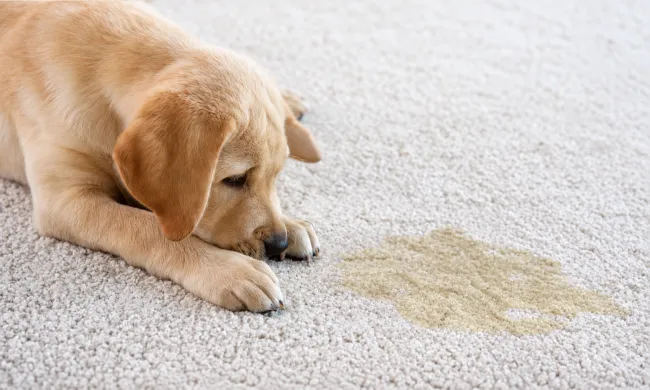 Yellow Lab Puppy laying near urine accident on carpet