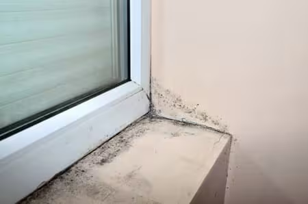 mold-in-house