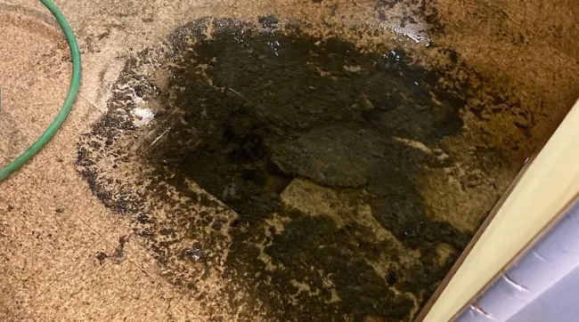 sewage-backup